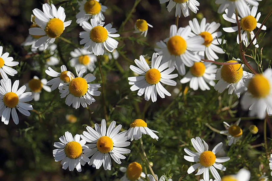 Fiori di camomilla comune (Matricaria chamomilla) con il disco giallo e i petali bianchi, in pieno campo