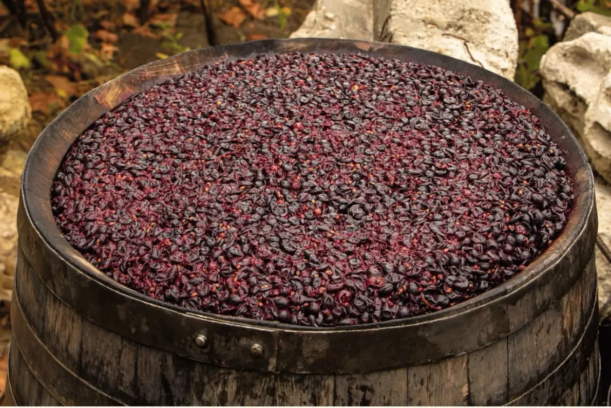 Botte aperta piena di uva rossa pigiata in fermentazione, con il cappello di vinacce in superficie