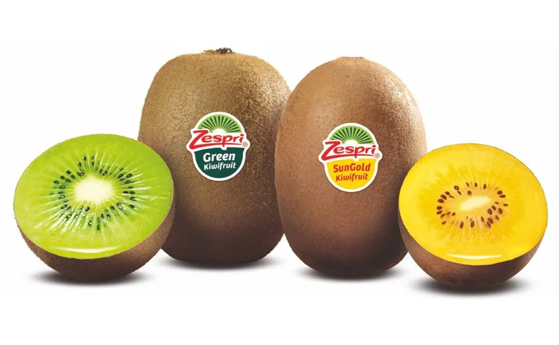 Due kiwi Zespri interi, Green e SunGold, con accanto le rispettive metà a polpa verde e a polpa gialla