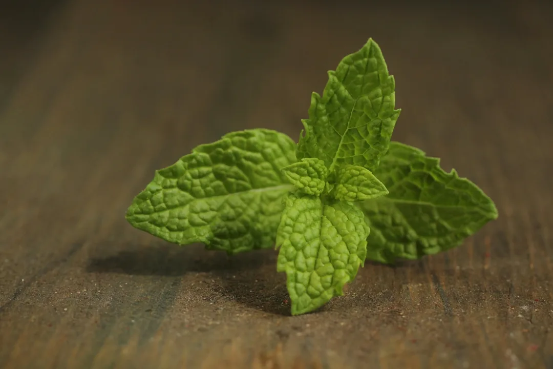 Rametto di menta fresca con foglie verdi appoggiato su un tavolo di legno