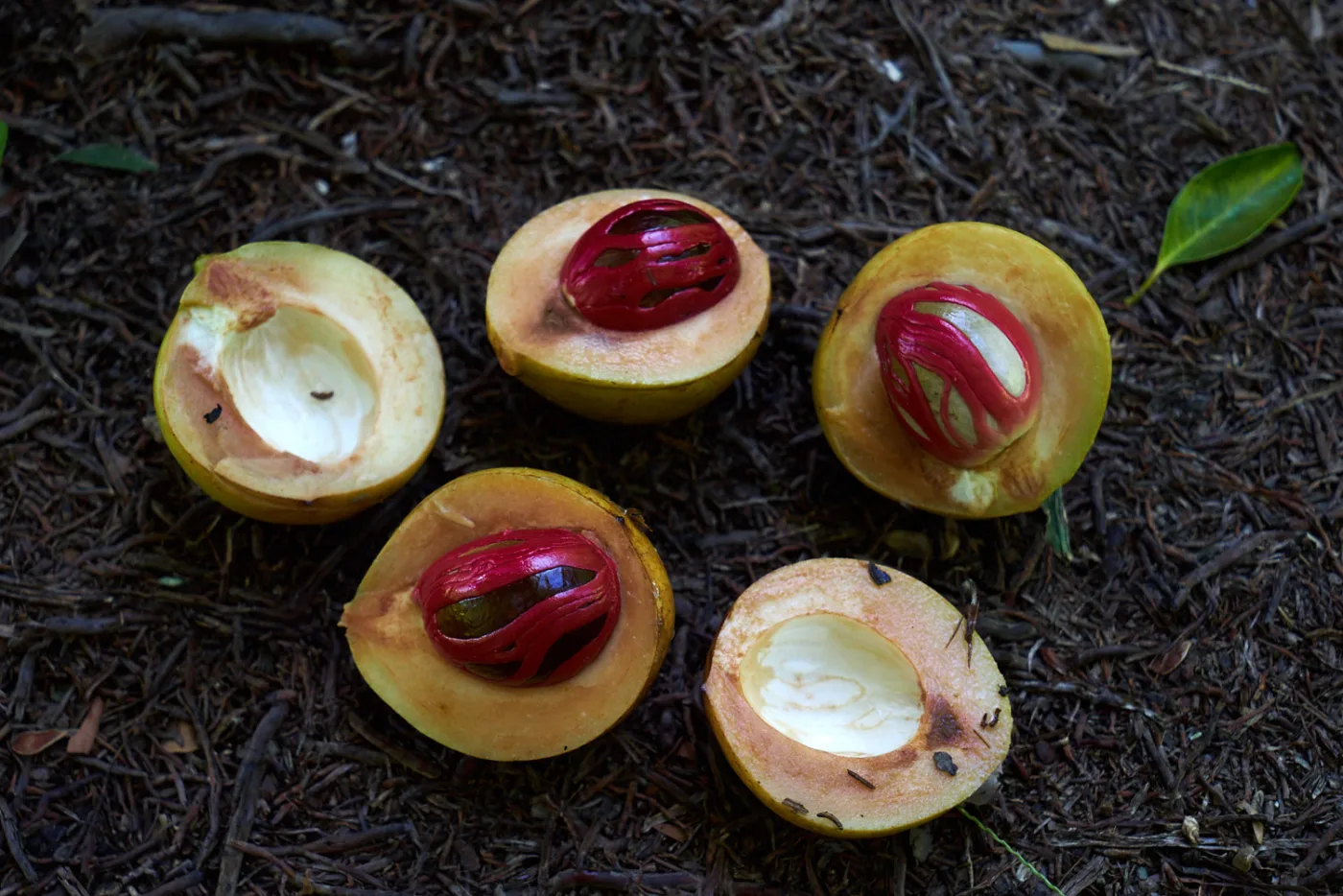 Cinque frutti di noce moscata aperti a metà sul terreno: tre mostrano il seme avvolto dall'arillo rosso, il macis
