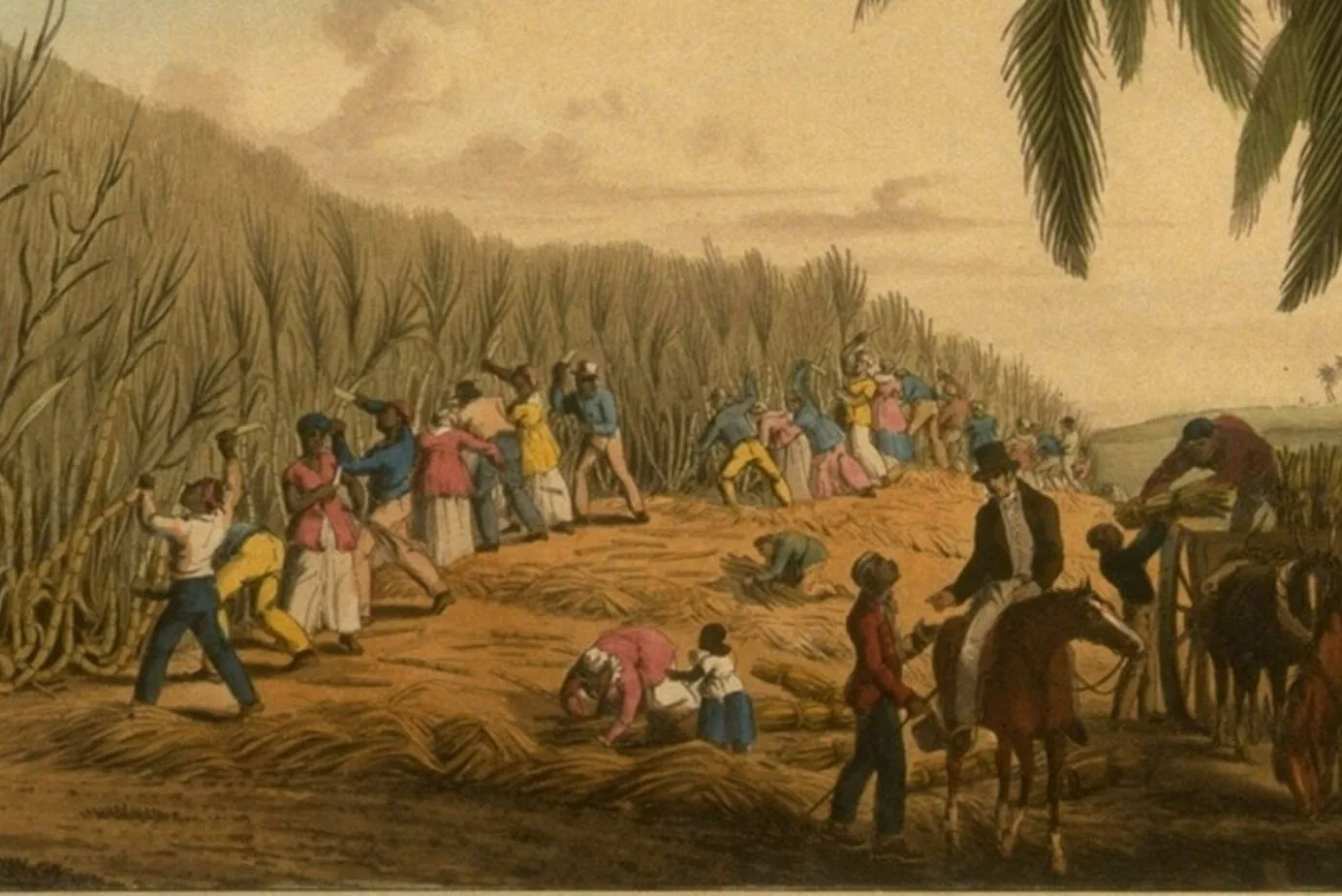 Illustrazione storica della raccolta della canna da zucchero in una piantagione caraibica