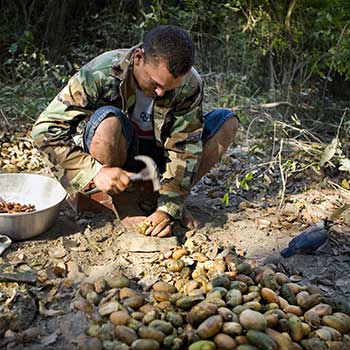 Raccolta e lavorazione della fava di tonka