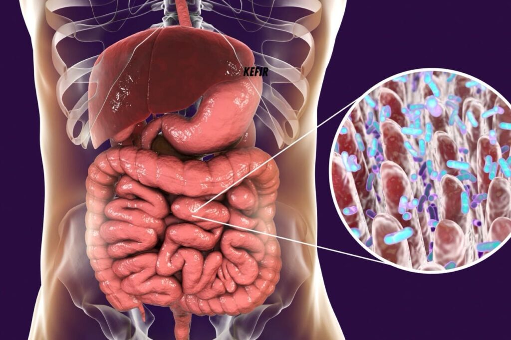 illustrazione del microbiota intestinale
