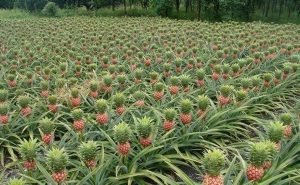Una coltivazione di ananas