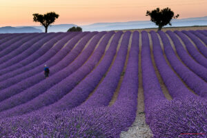 coltivazione lavanda