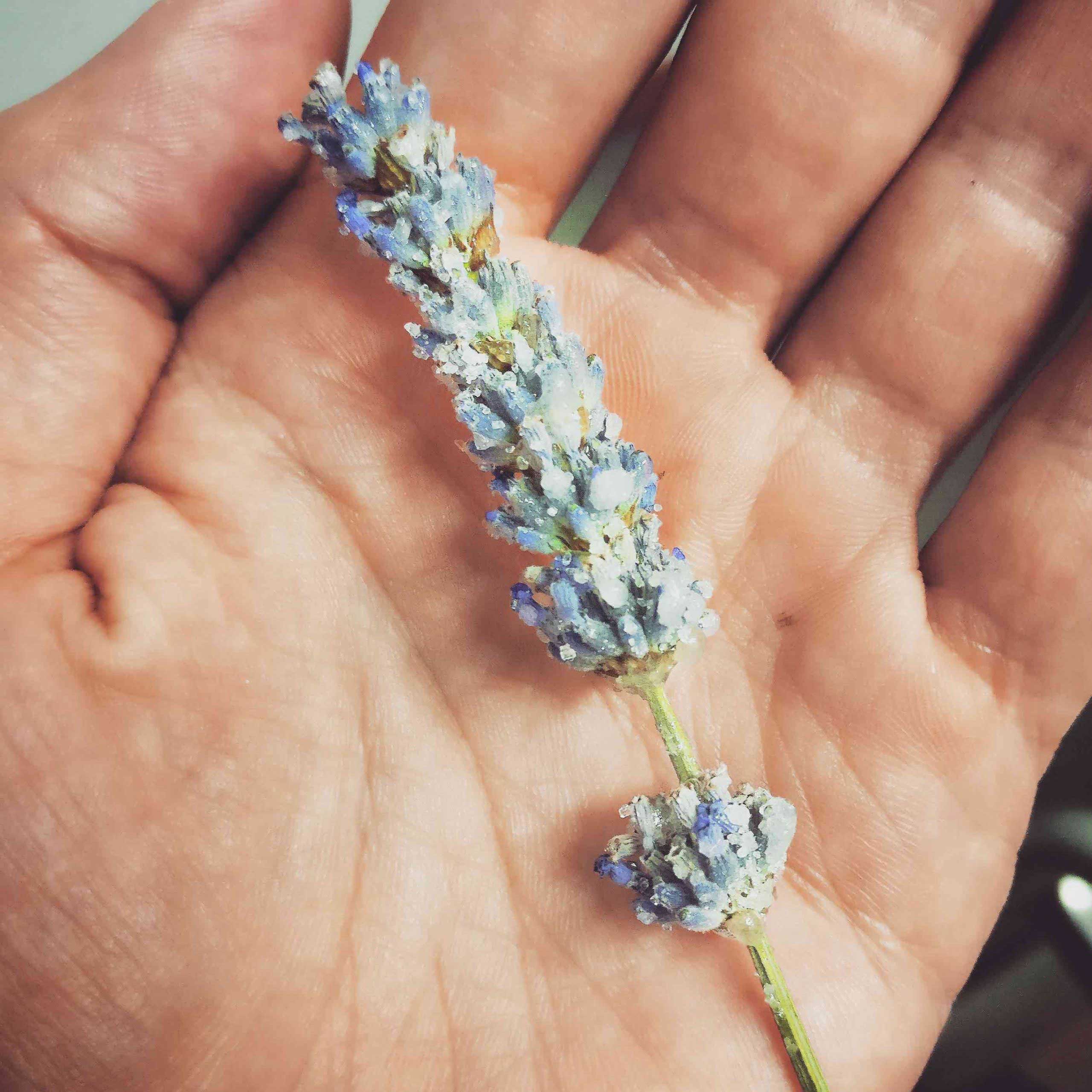 lavanda cristallizzata cocktail engineering giovanni ceccarelli