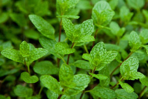 mentha villosa