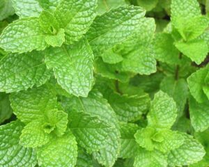 Mentha spicata