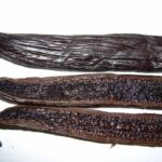 vanilla-tahitensis