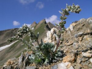 una pianta di artemisia genepì