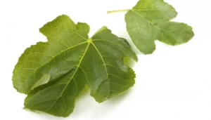 foglie di fico fresche