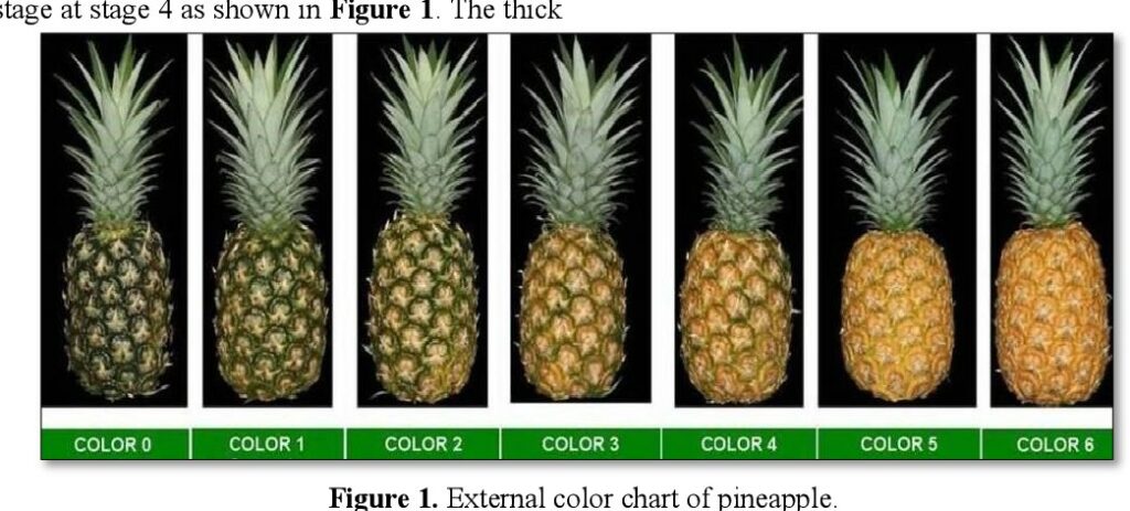 diversi punti di maturazione dell'ananas