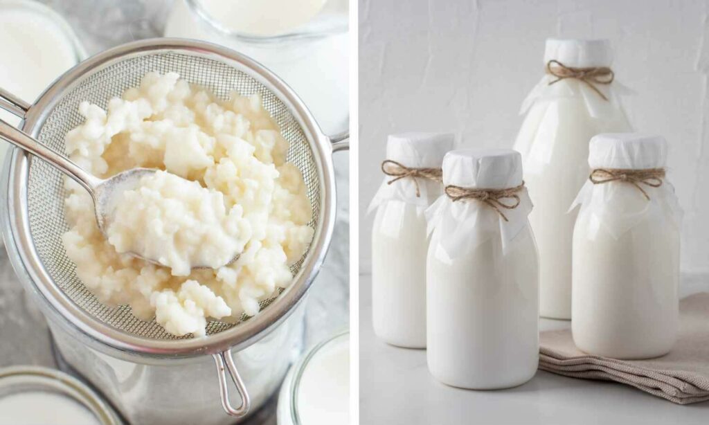 Grani di Kefir e Yogurt