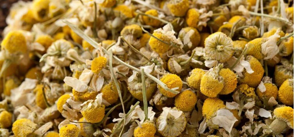 fiori di camomilla essiccati