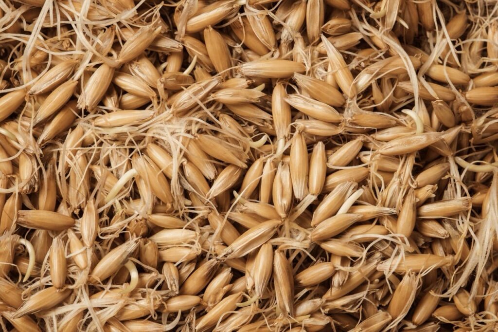 cereale (avena) germinata